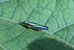 Poecilocarda cosmopolita