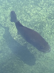 Micropterus floridanus