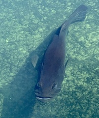 Micropterus floridanus