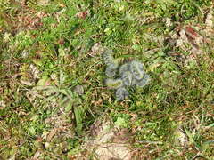 Thaumetopoea herculeana