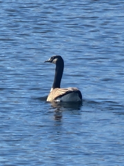 Branta canadensis
