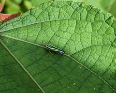 Poecilocarda cosmopolita