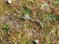 Thaumetopoea herculeana