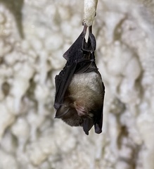 Chilonatalus micropus