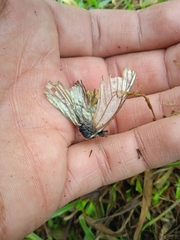 Tatochila mercedis