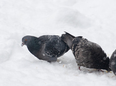 Columba livia domestica