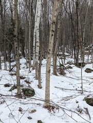 Betula papyrifera