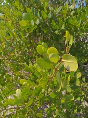 Laguncularia racemosa