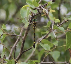 Phyllomacromia picta