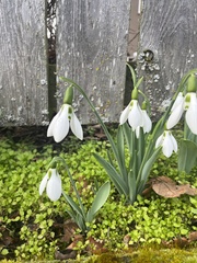 Galanthus elwesii