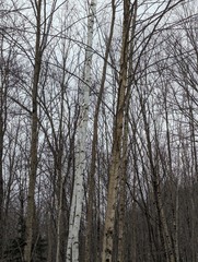 Betula papyrifera