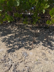 Laguncularia racemosa