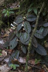Centrosolenia