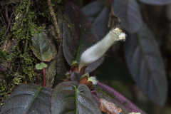 Centrosolenia