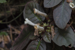 Centrosolenia