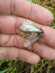 Tatochila mercedis