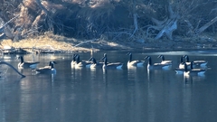 Branta canadensis