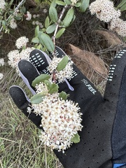 Ceanothus crassifolius