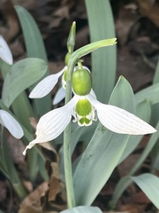 Galanthus elwesii