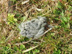 Thaumetopoea herculeana