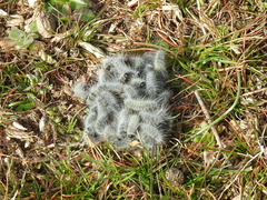 Thaumetopoea herculeana