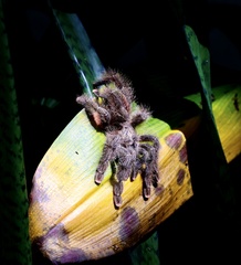 Avicularia