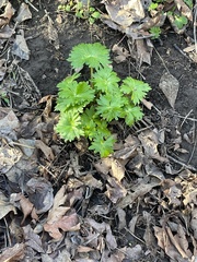 Delphinium trolliifolium