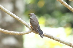 Cacomantis merulinus