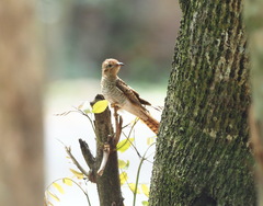 Cacomantis merulinus