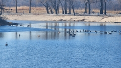 Branta canadensis