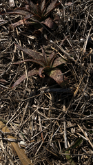 Aloe maculata