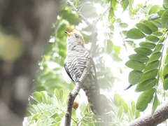 Chrysococcyx maculatus