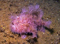 Antennarius striatus