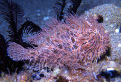 Antennarius striatus