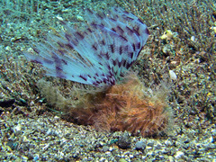 Antennarius striatus