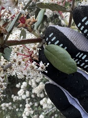 Ceanothus crassifolius