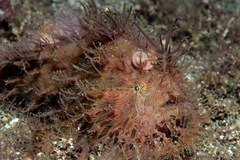 Antennarius striatus