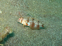 Iniistius aneitensis