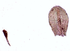 Gymnostomum viridulum