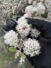 Ceanothus crassifolius