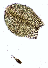 Gymnostomum viridulum