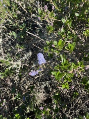 Ceanothus thyrsiflorus