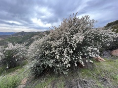 Ceanothus crassifolius