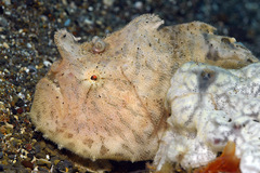 Antennarius striatus