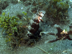 Iniistius aneitensis