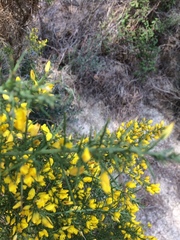 Ulex parviflorus
