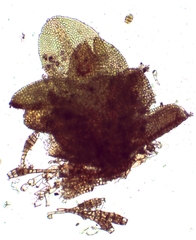 Gymnostomum viridulum