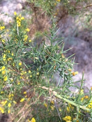 Ulex parviflorus