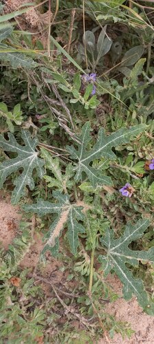 Gemsbok cucumber