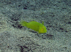 Iniistius aneitensis